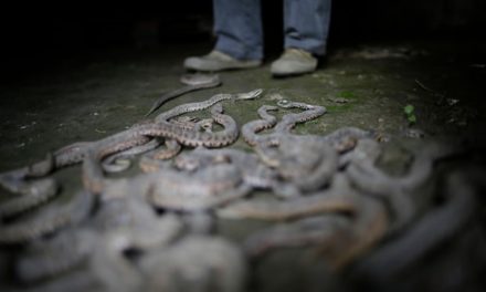 Risky business: China’s snake farmers cash in on global venom market