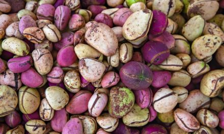 7 benefits of kola nuts
