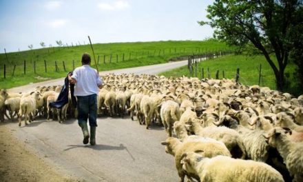 Tommy Boland: Eight key lessons for farmers from Sheep 2018