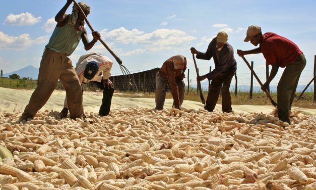 The pros and cons of commercial farming models in Africa