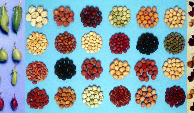 Saving the seed: A bank that secures the future of agriculture