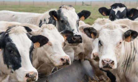 Herd of cows eat themselves to death after consuming entire winter rations in just one day