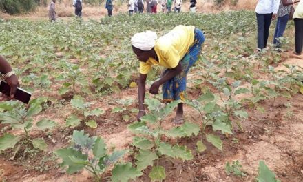 Farming in the face of drought: Ramitenga’s success story