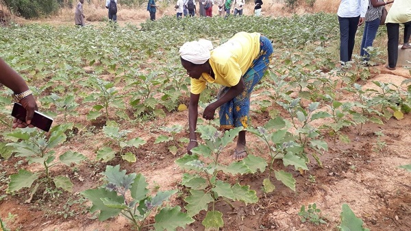 Farming in the face of drought: Ramitenga’s success story